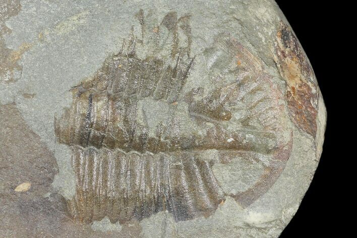Partial Ogyginus Cordensis - Classic British Trilobite #103118